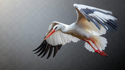 Obraz premium Majestic Flight of the White Stork: A Stunning Wildlife Photography Experience