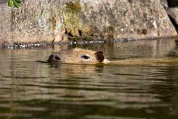 水面から顔を出し泳ぐ可愛いカピパラ