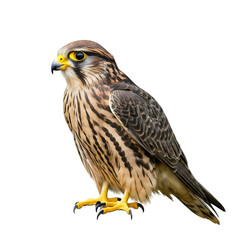 Merlin bird isolated on transparent background png