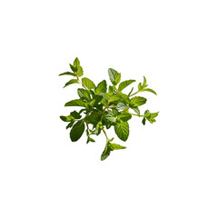 Falling mint leaves isolated on transparent and white background