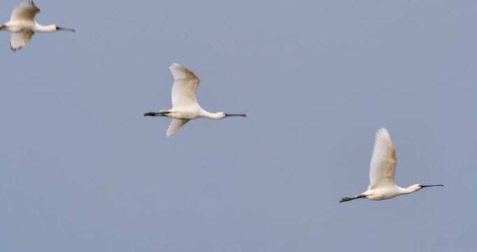 Eurasian spoonbill and black-faced spoonbill in flight