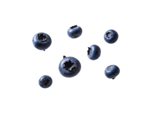 blueberries on white background