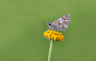 Aegean Hopper butterfly (Pyrgus melotis) on plant