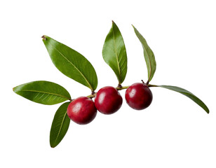 Obraz premium cherries on branch