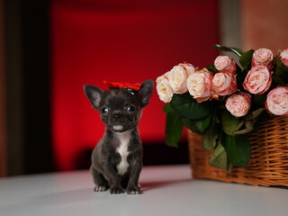 Chihuahua Puppy Sitting on a white table near a bouquet of flowers. Cute domestic pets
