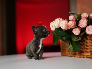 Chihuahua Puppy Sitting on a white table near a bouquet of flowers. Cute domestic pets