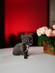 Chihuahua Puppy Sitting on a white table near a bouquet of flowers. Cute domestic pets