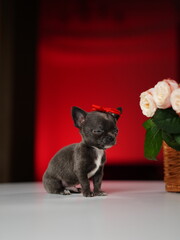 Chihuahua Puppy Sitting on a white table near a bouquet of flowers. Cute domestic pets