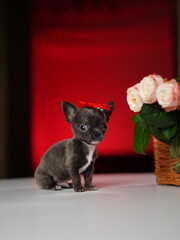 Chihuahua Puppy Sitting on a white table near a bouquet of flowers. Cute domestic pets