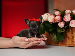 Chihuahua Puppy Sitting on a white table near a bouquet of flowers. Cute domestic pets