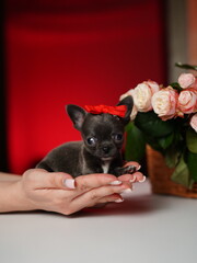 Chihuahua Puppy Sitting on a white table near a bouquet of flowers. Cute domestic pets