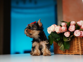 Yorkshire Terrier Puppy Sitting on a white table near a bouquet of flowers. Cute domestic pets	
