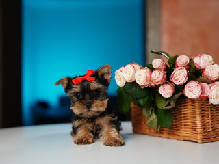Yorkshire Terrier Puppy Sitting on a white table near a bouquet of flowers. Cute domestic pets	