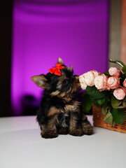 Yorkshire Terrier Puppy Sitting on a white table near a bouquet of flowers. Cute domestic pets	