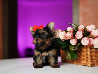 Yorkshire Terrier Puppy Sitting on a white table near a bouquet of flowers. Cute domestic pets	