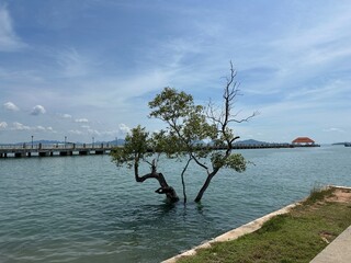 A green tree is growing beautifully out of the water near a pier