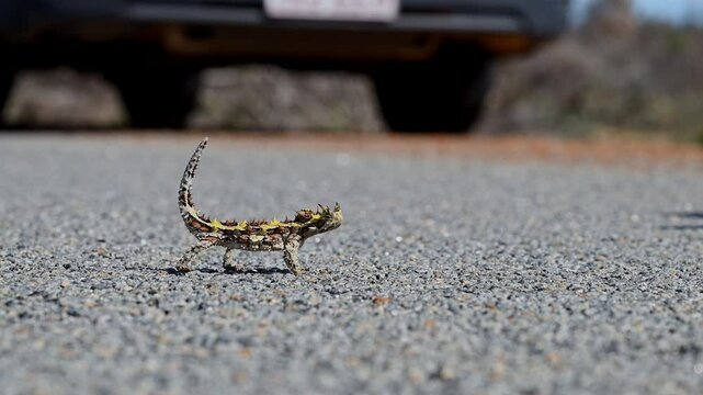 spiny little thorny devil, Moloch horridus, a small lizard native to arid regions of Australia, walking across the ground at Kalbarri national park and foraging for ants.