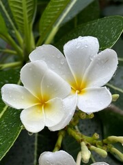 A detailed close up shot of a white flower with a vibrant yellow center