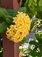 A close up view of a beautiful yellow flower blooming on a plant