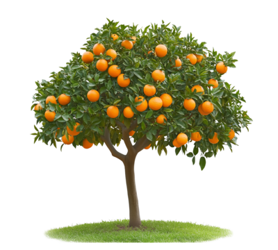 Orange tree