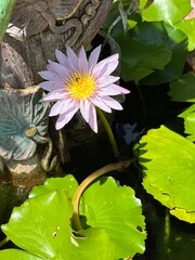 A purple flower with a yellow center is in a pond with green leaves