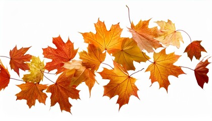 autumn leaves isolated on white