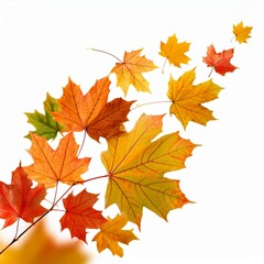 autumn maple leaf