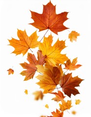 autumn leaves isolated on white
