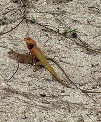 A lizard can be seen sitting on the ground amidst the dirt