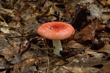 This red mushroom is beautiful in the middle of the autumn leaves