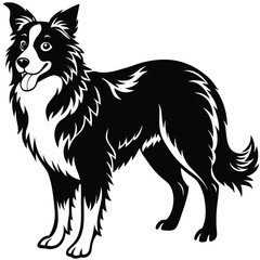 Fototapeta premium a Border Collie dog vector silhouette, white background,