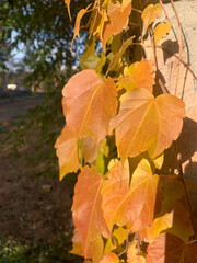 Bright autumn leaves on a sunlit wall