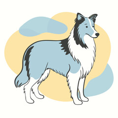 Fototapeta premium a Border Collie dog vector silhouette, white background,