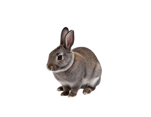 Fototapeta premium rabbit isolated on white background