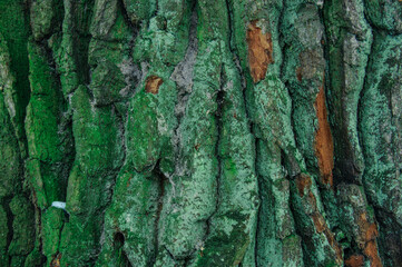Texture of green tree bark.