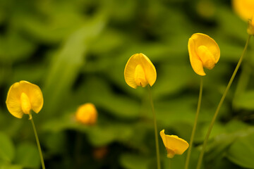 A close-up photo of the yellow Aracis Pintoi ornamental plant.