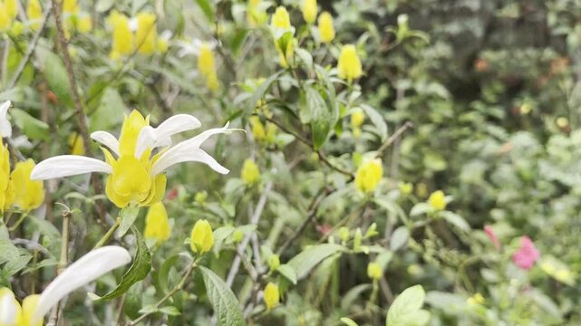Flowers acanthaceae pachystachys golden wax flower in the grass