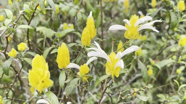 Flowers acanthaceae pachystachys golden wax flower in the grass
