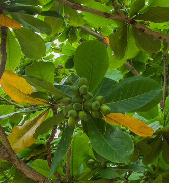 Beautiful view of the fruits of terminalia catappa