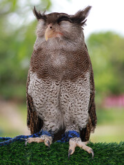 Spotted Wood-Owl - Strix seloputo, owl of the earless owl genus Strix, three subspecies are seloputo, wiepkini and baweana.