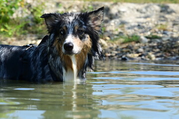 Sommertag am See. Schöner Hund beim Baden am See