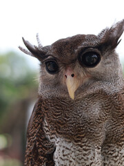 Spotted Wood-Owl - Strix seloputo, owl of the earless owl genus Strix, three subspecies are seloputo, wiepkini and baweana.