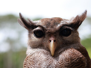 Spotted Wood-Owl - Strix seloputo, owl of the earless owl genus Strix, three subspecies are seloputo, wiepkini and baweana.