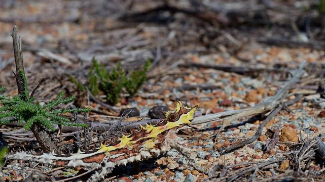 spiny little thorny devil, Moloch horridus, a small lizard native to arid regions of Australia, walking across the ground at Kalbarri national park and foraging for ants.