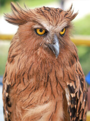 Buffy Fish Owl - Ketupa ketupu or Malay fish owl, is a species of owl in the family Strigidae,  The feathers are edged tawny and the wings and tail are broadly barred yellowish and dark brown.