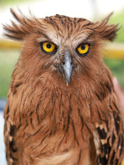 Buffy Fish Owl - Ketupa ketupu or Malay fish owl, is a species of owl in the family Strigidae,  The feathers are edged tawny and the wings and tail are broadly barred yellowish and dark brown.