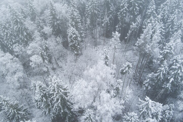Winter wonderland in Estonia: snowy forest aerial view, frosty haze.