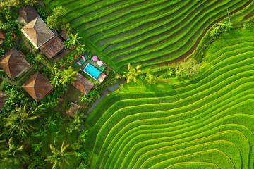 Fototapeta premium A luxurious eco resort with a swimming pool among green rice terraces in Bali. Traditional villas in lush tropical nature