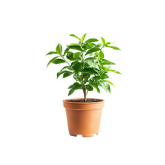 Fototapeta premium green cactus plant in a decorative ceramic pot isolated on white background.Striking Striped Houseplant in a Terracotta Pot - A Breath of Fresh Indoor Nature.
