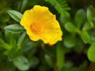 Close-up of Ranunculus repens, the creeping buttercup, is a flowering plant in the buttercup family Ranunculaceae, in the garden.